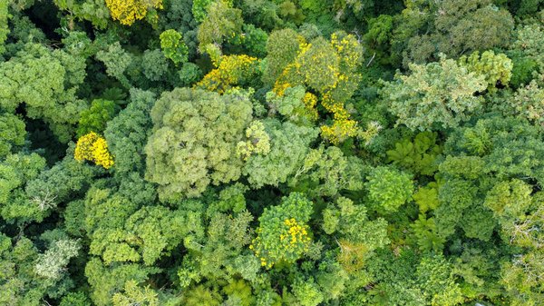 Définition de l'architecture : de Vitruve à nos jours